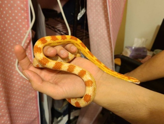 玉米蛇飼養技巧 玉米蛇飼養技巧