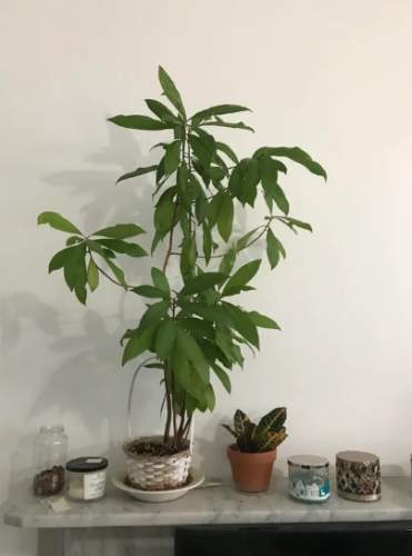 發財樹風水寓意 發財樹風水寓意