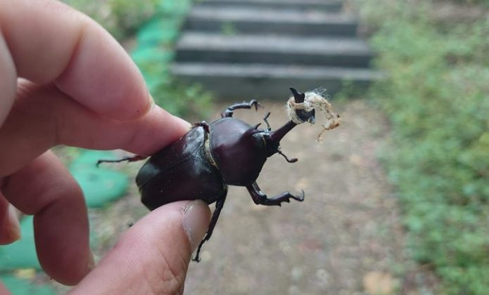 獨角仙形態特徵 獨角仙形態特徵