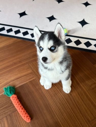 哈士奇幼犬注意事項 哈士奇幼犬注意事項