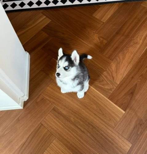 哈士奇幼犬缺點 哈士奇幼犬缺點