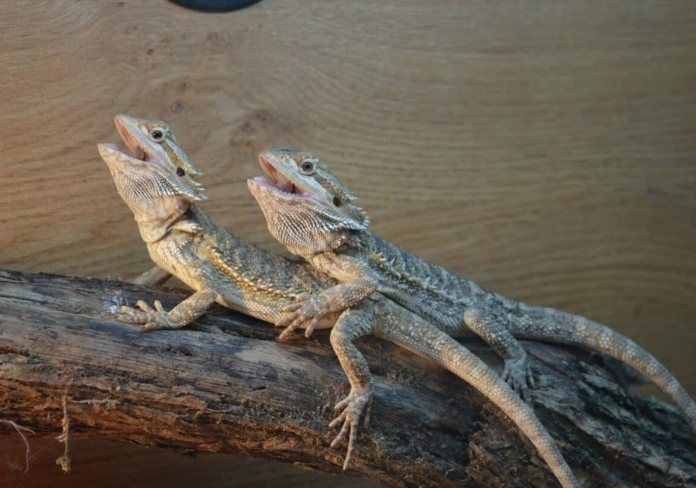鬆獅蜥的飼養環境 鬆獅蜥的飼養環境