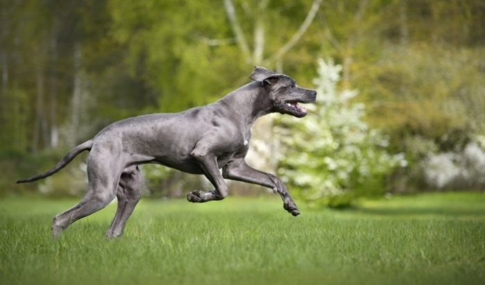大丹犬注意事項 大丹犬注意事項