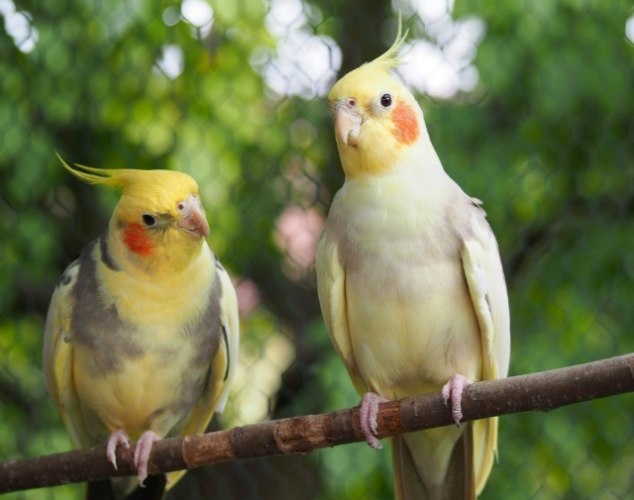 玄鳳鸚鵡種類 玄鳳鸚鵡種類