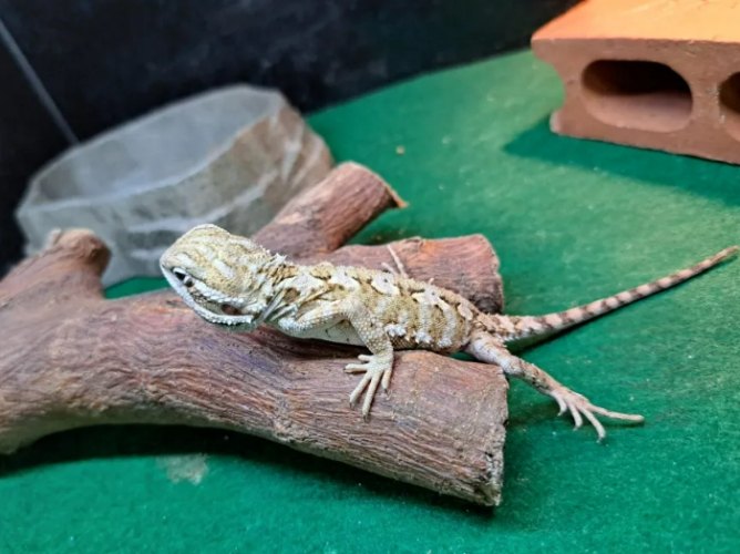 鬃獅蜥