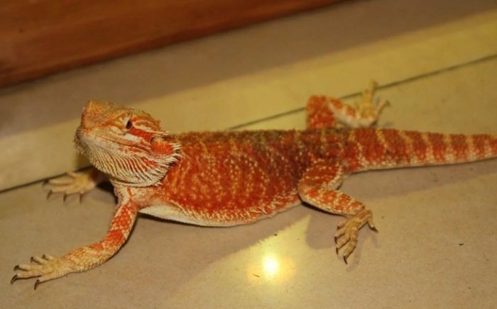 鬆獅蜥的飼養環境 鬆獅蜥的飼養環境