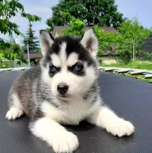 哈士奇幼犬飼養指南