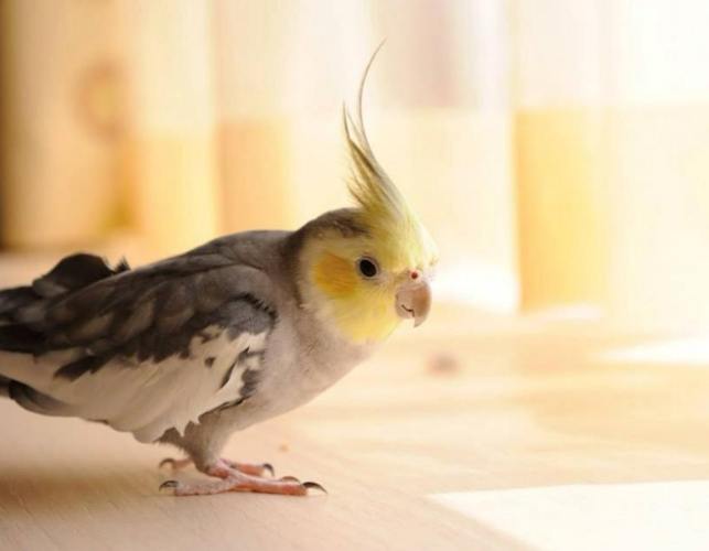 玄鳳鸚鵡可以吃什麼 玄鳳鸚鵡可以吃什麼