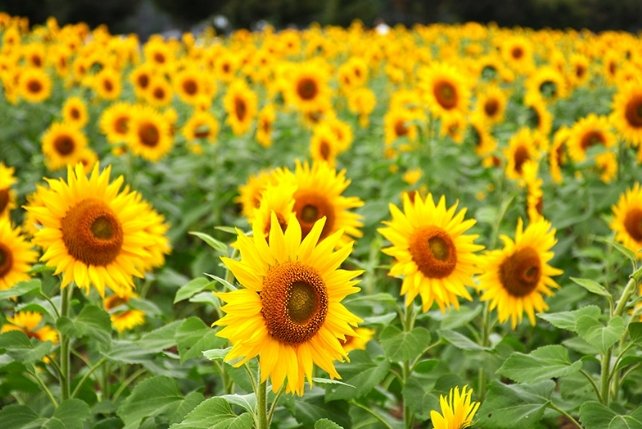 向日葵花語寓意 向日葵花語寓意