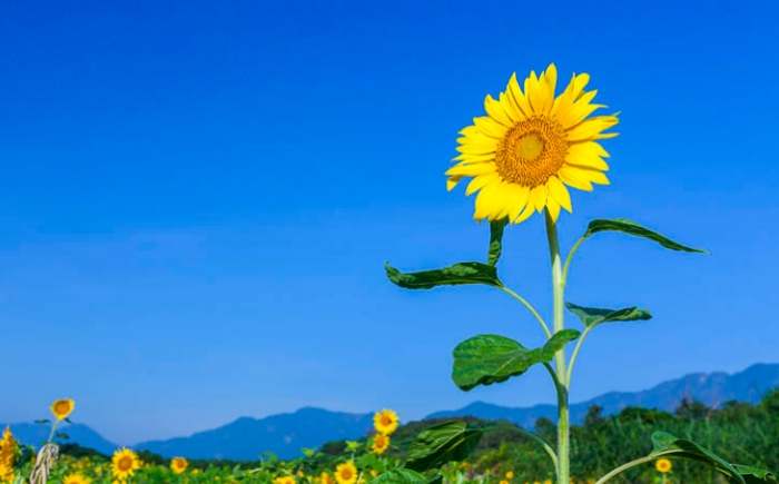 向日葵花語寓意 向日葵花語寓意