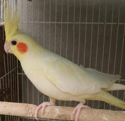 玄鳳鸚鵡飼養 玄鳳鸚鵡飼養