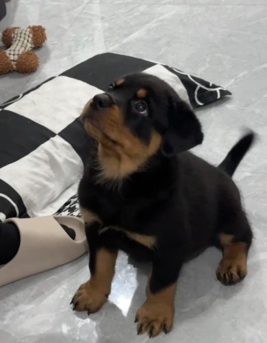 羅威納幼犬健康 羅威納幼犬健康