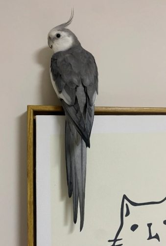 玄鳳鸚鵡缺點 玄鳳鸚鵡缺點
