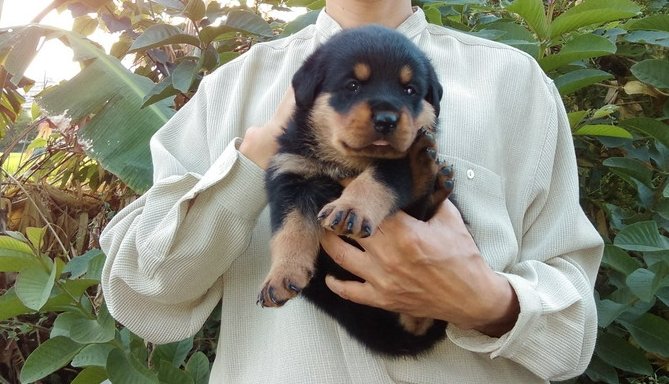 羅威納幼犬特徵 羅威納幼犬特徵
