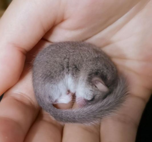 睡鼠外形特徵 睡鼠外形特徵