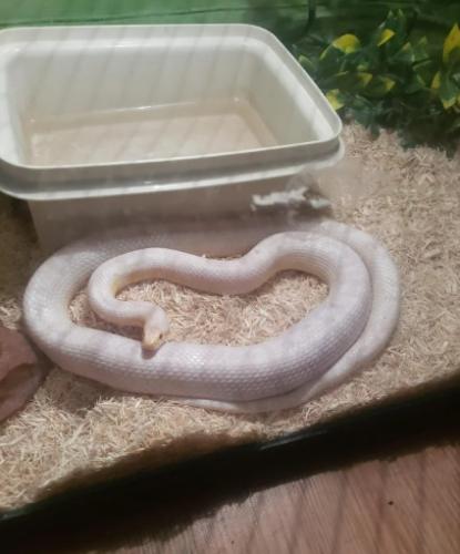 延長玉米蛇壽命的新手飼養指南 延長玉米蛇壽命的新手飼養指南