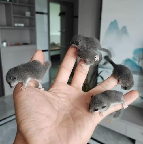 睡鼠價格 睡鼠價格