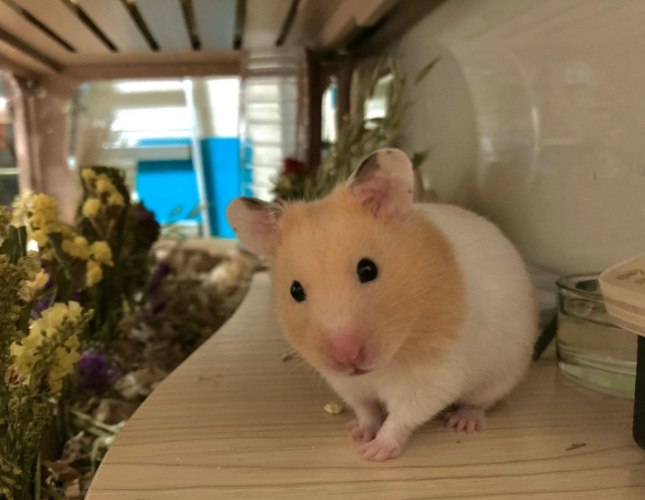 黃金鼠飼養方法 黃金鼠飼養方法