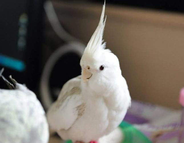 玄鳳鸚鵡智商