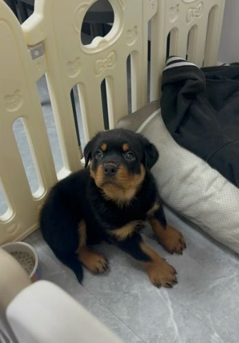 羅威納幼犬照顧