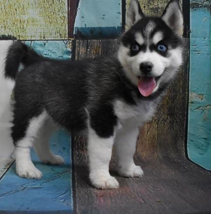 哈士奇幼犬性格特徵