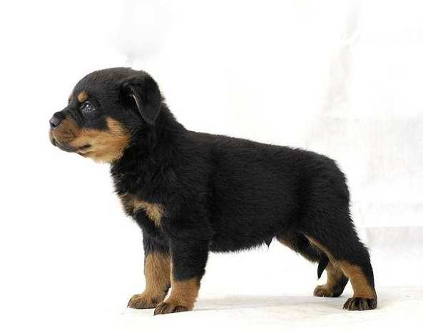 羅威納幼犬照顧 羅威納幼犬照顧