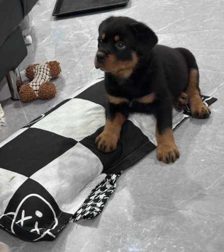 羅威納幼犬注意事項 羅威納幼犬注意事項
