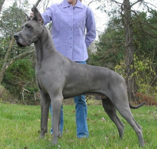 大丹犬性格特徵 大丹犬性格特徵