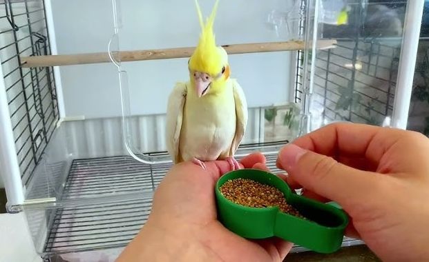 玄鳳鸚鵡壽命 玄鳳鸚鵡壽命