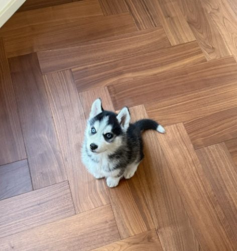 哈士奇幼犬價格 哈士奇幼犬價格