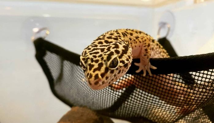 豹紋守宮飼料的餵食份量