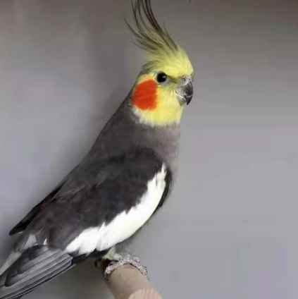 玄鳳鸚鵡種類 玄鳳鸚鵡種類