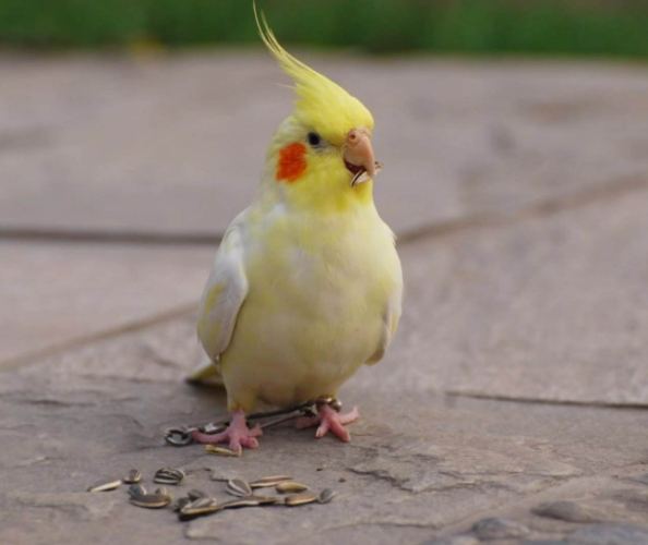 玄鳳鸚鵡種類 玄鳳鸚鵡種類