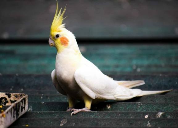 玄鳳鸚鵡可以吃什麼 玄鳳鸚鵡可以吃什麼
