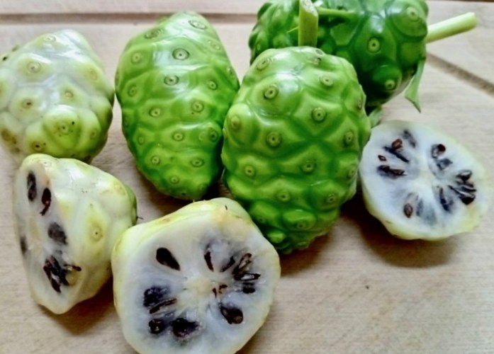 諾麗果副作用