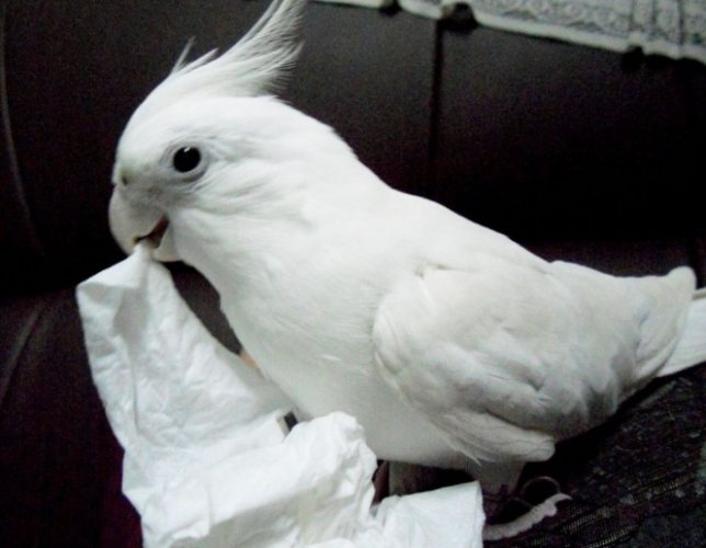 玄鳳鸚鵡壽命 玄鳳鸚鵡壽命