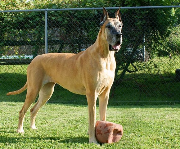 大丹犬繁殖與配種 大丹犬繁殖與配種
