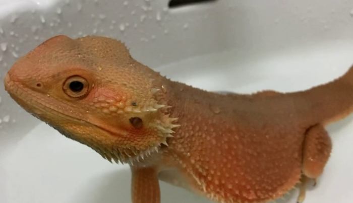 鬆獅蜥生活習性 鬆獅蜥生活習性