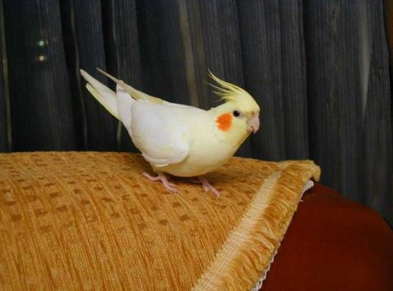 玄鳳鸚鵡價格 玄鳳鸚鵡價格