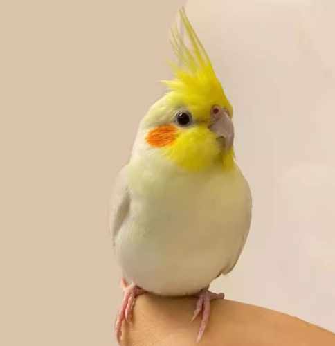 玄鳳鸚鵡價格 玄鳳鸚鵡價格
