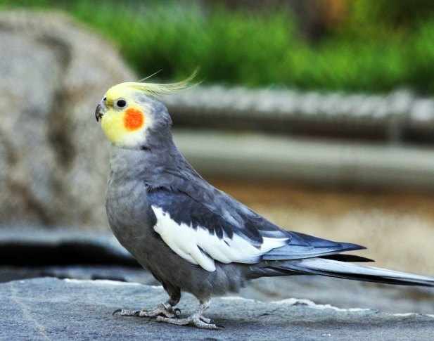 玄鳳鸚鵡缺點 玄鳳鸚鵡缺點