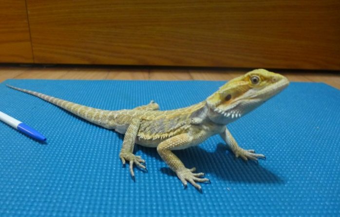 鬆獅蜥飼料的餵食方式 鬆獅蜥飼料的餵食方式